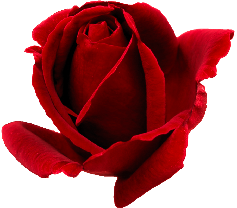 Rosa Png - Red Rose Bud Png Clipart (950x840), Png Download