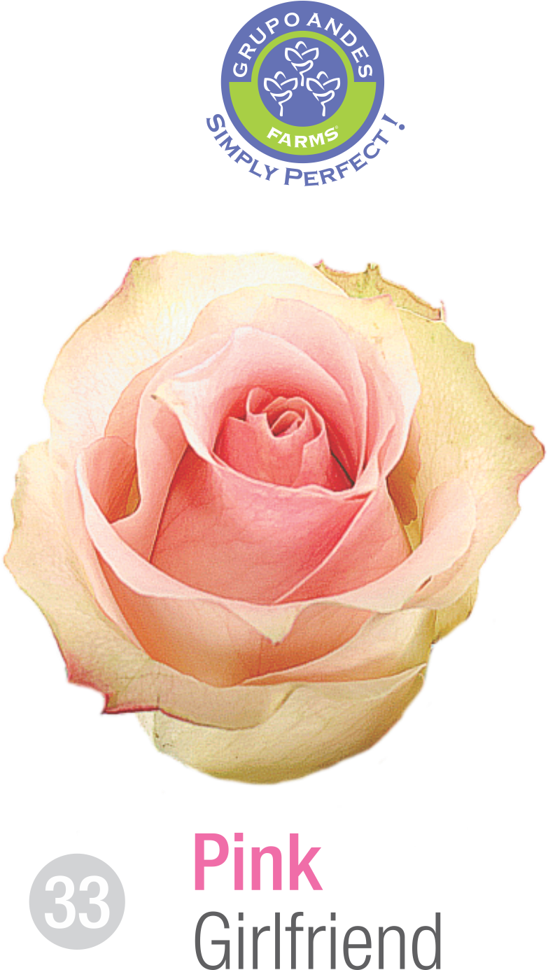 Rosa Variedad Girlfriend Grupo Andes Farms - Variedad De Rosa Salma Clipart (800x1384), Png Download