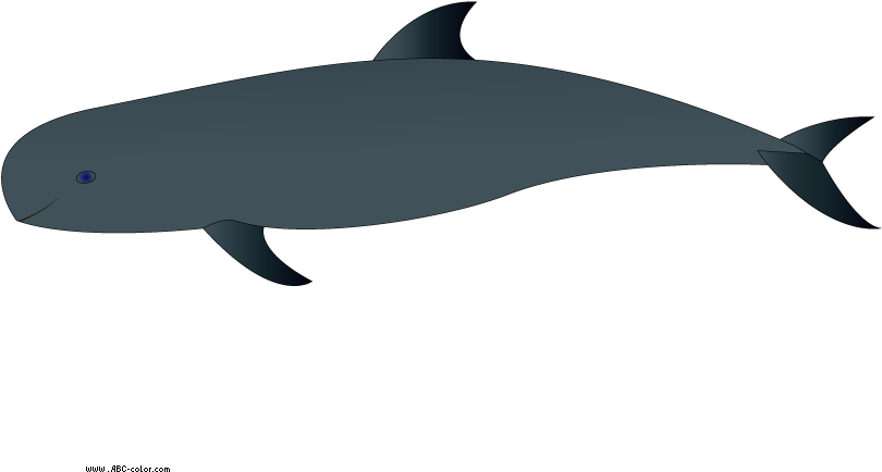 Dolphins Clipart Transparent Background - Wholphin - Png Download (822x567), Png Download
