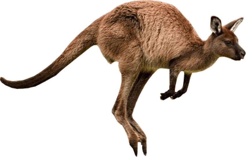 Download Kangaroo Jumps Png Images Background - Kangaroo Png Clipart (850x542), Png Download