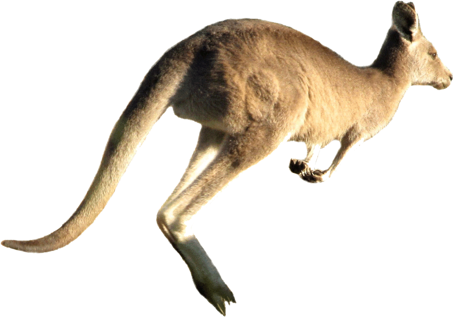 Kangaroo Jumping White Background Clipart (921x648), Png Download