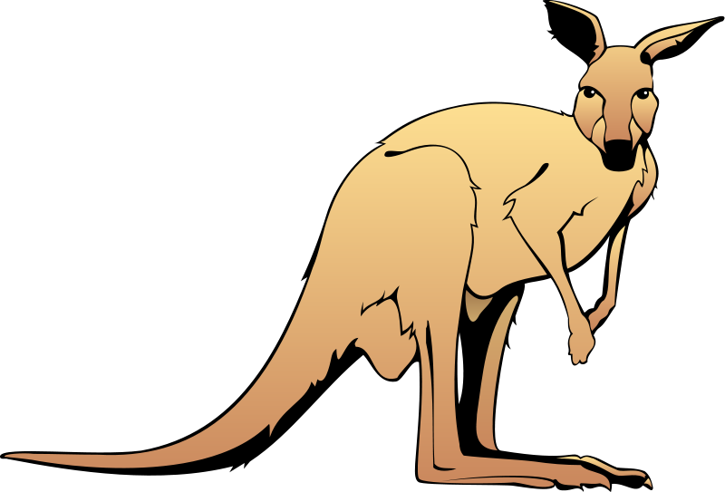 Kangaroo - Kangaroo Clipart - Png Download (800x543), Png Download