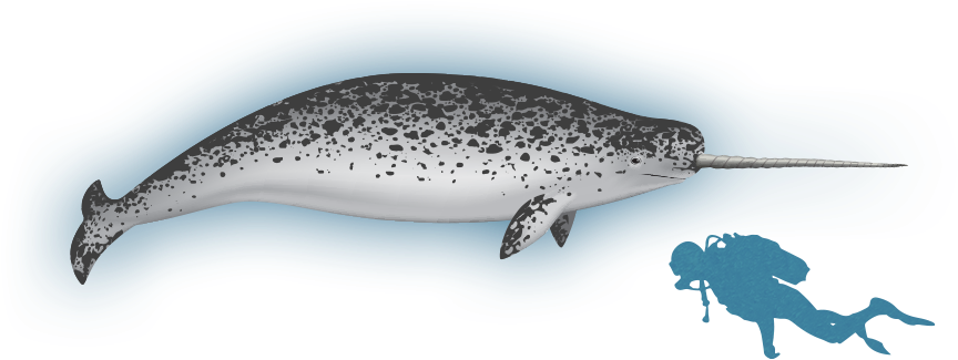 Koh Rong Samloem Map Clipart (900x425), Png Download