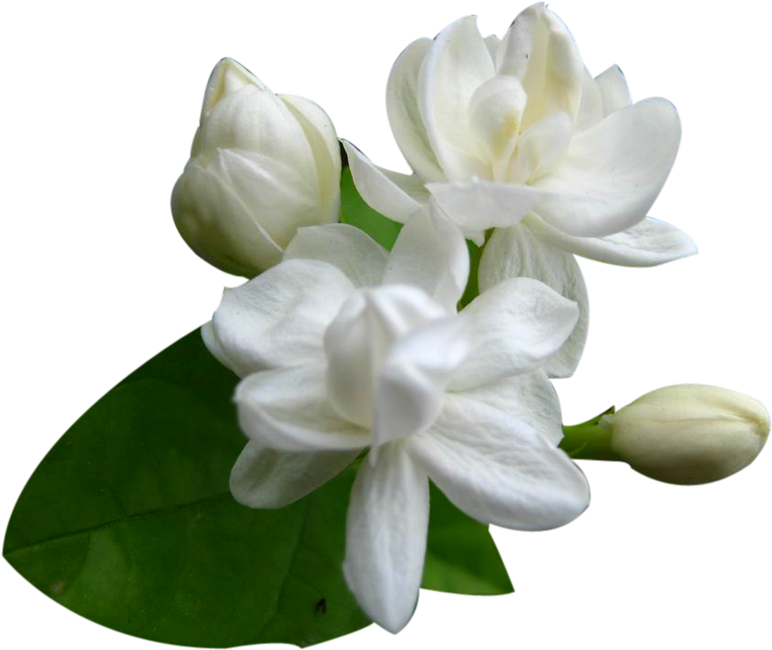 Png Jasmine Flower Png - Jasmine Flower Images Png Clipart - Large Size