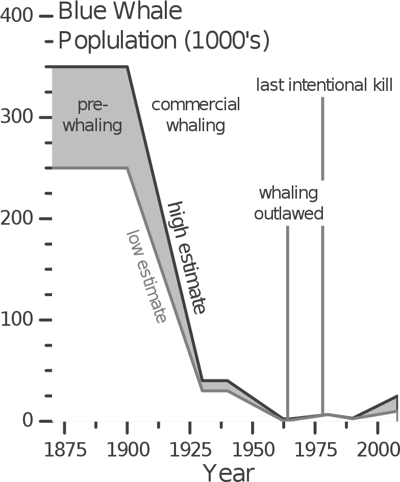 Blue Whale Population V1 - Blue Whale Statistics Clipart (849x1024), Png Download