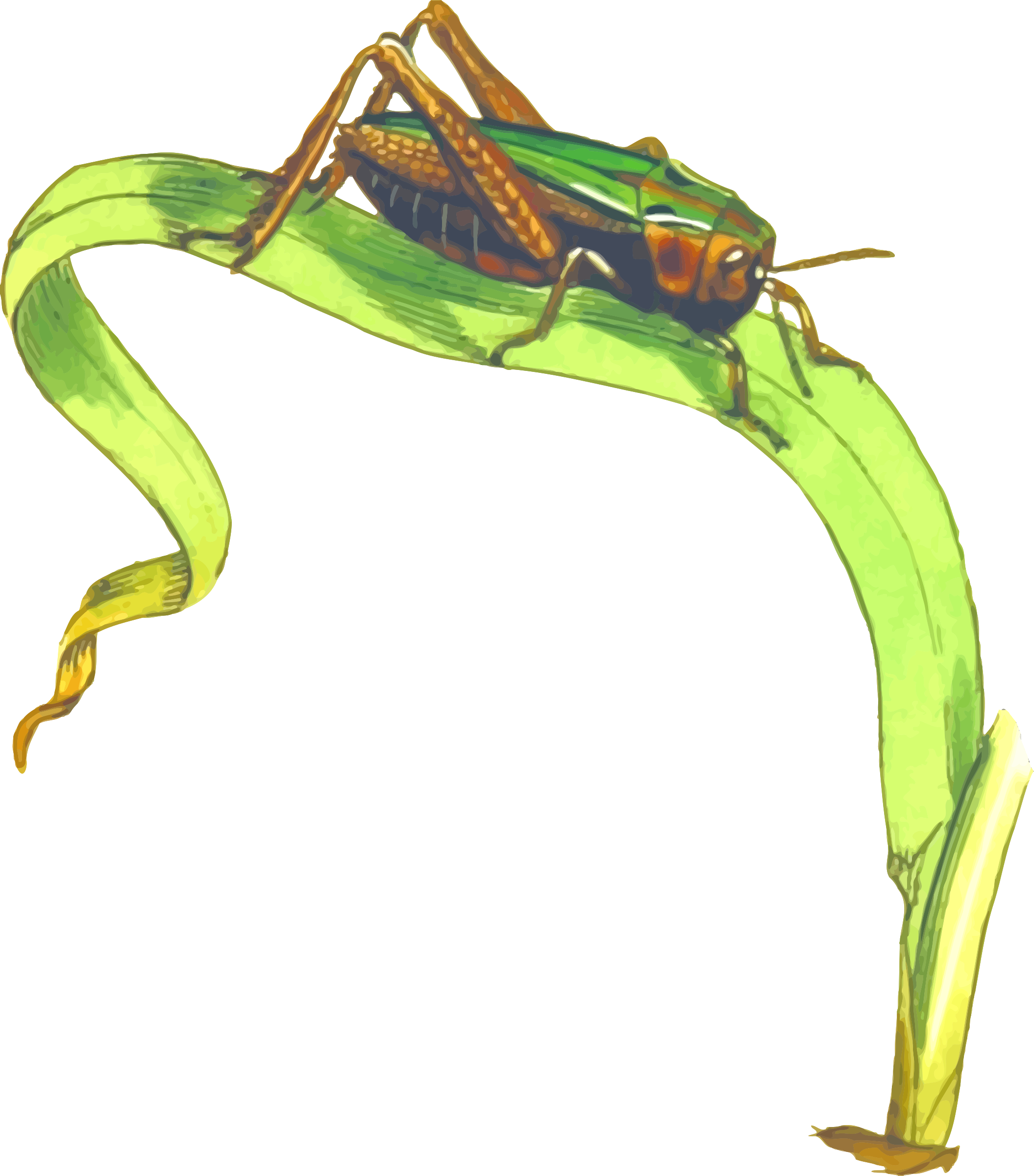 Cricket Insect Png Clipart - Grasshopper On Grass Clipart Transparent Png (2110x2400), Png Download