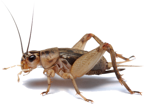 700 X 467 4 - Insect Cricket Clipart (700x467), Png Download