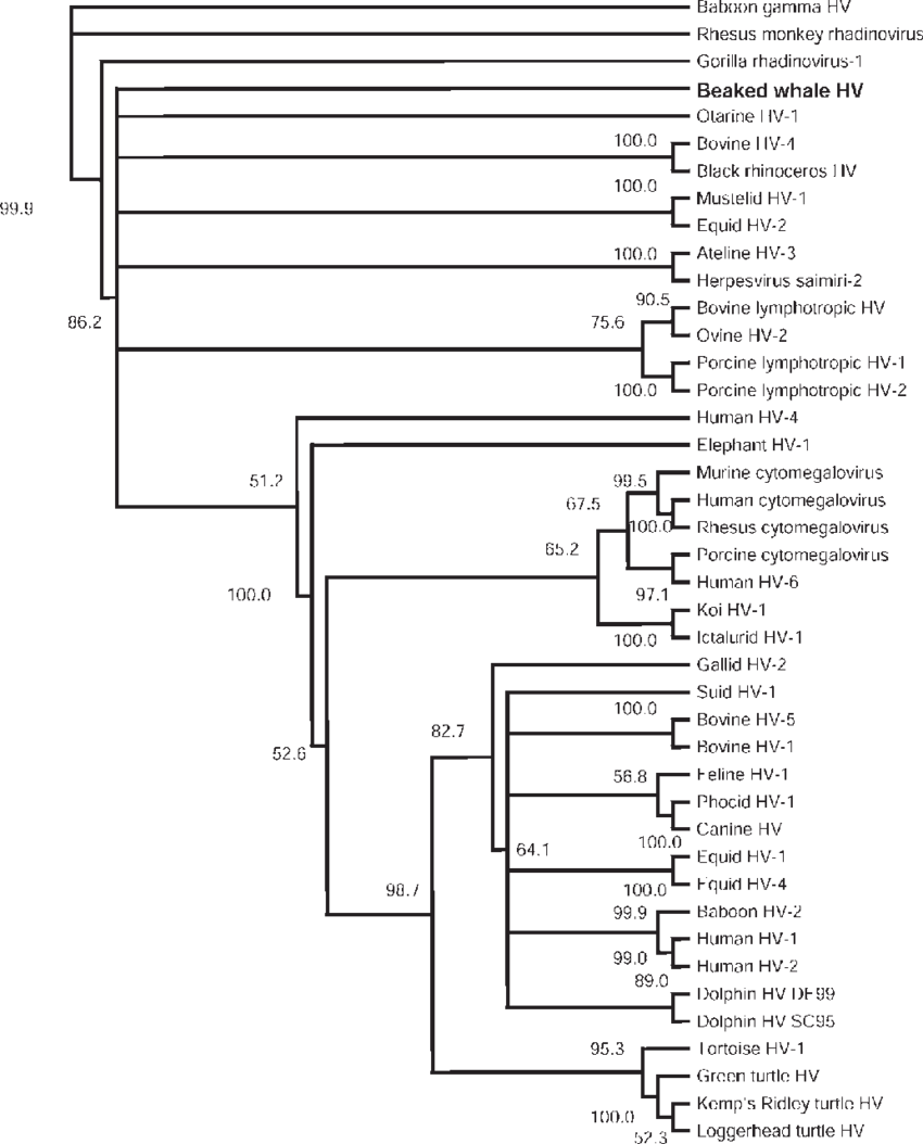Cladogram Of Spiders Clipart (850x1054), Png Download