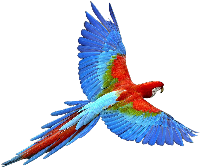 Colorful Flying Birds Png - Parrot Png Clipart (960x600), Png Download
