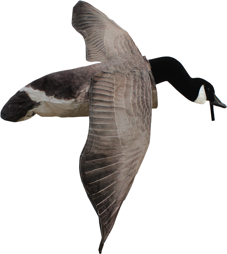White Rock Decoys Deck Boss Canada Goose Decoy Clipart (1080x864), Png Download
