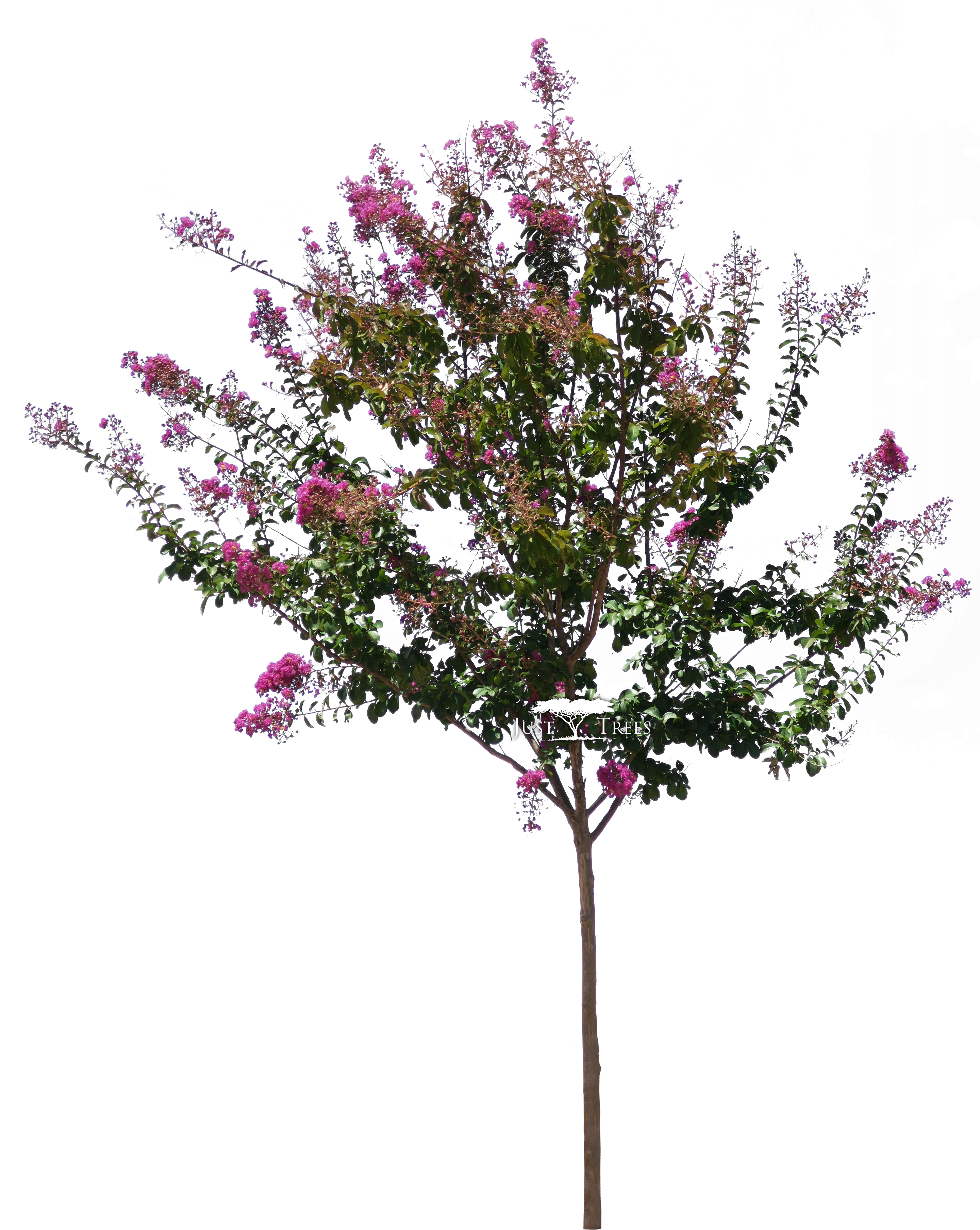 Lagerstroemia Indica - Crape Myrtle Clipart (2880x3755), Png Download