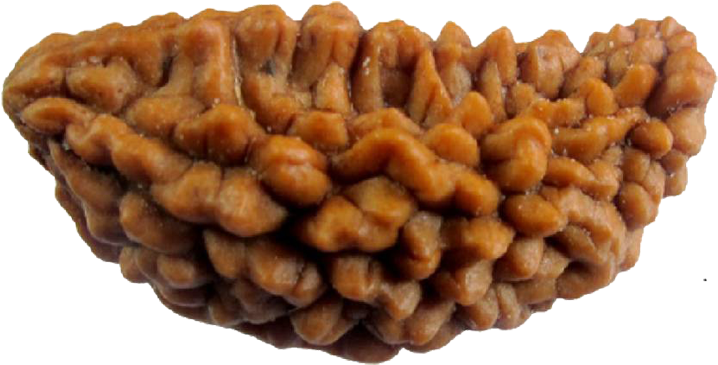 Ek Mukhi Rudraksha, Benefits And Powers - Price Of Ek Mukhi Rudraksha Original Clipart (800x400), Png Download