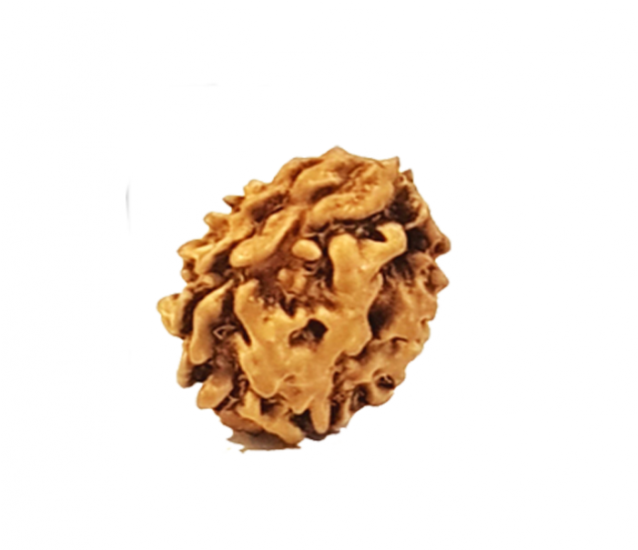 The Ruling Deity Of This Rudraksha Is Lord Ardha Nareeshwar - Lasagnette Clipart (700x850), Png Download
