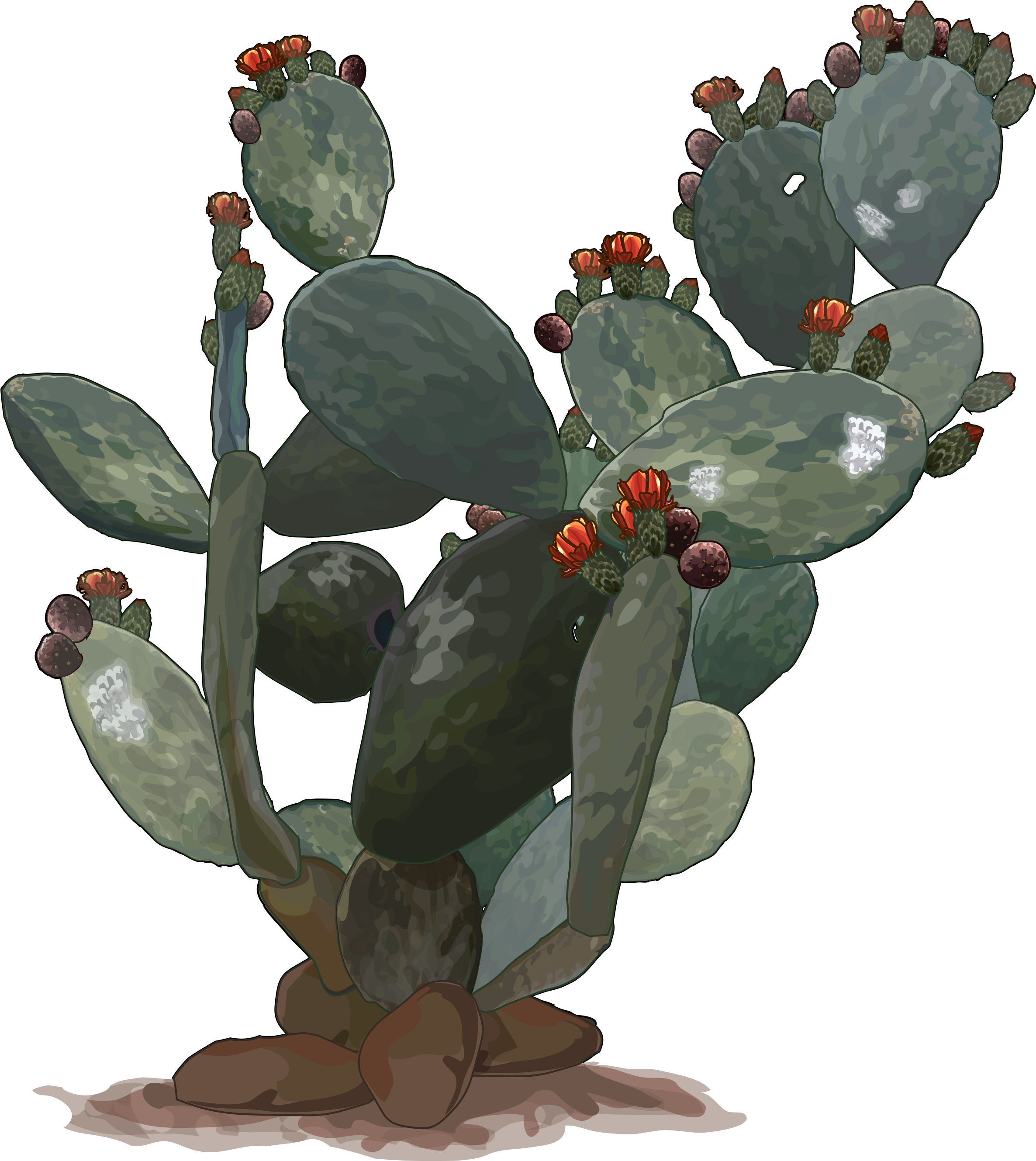 Nopal Png - Penca De Nopal Png Clipart (2480x3508), Png Download