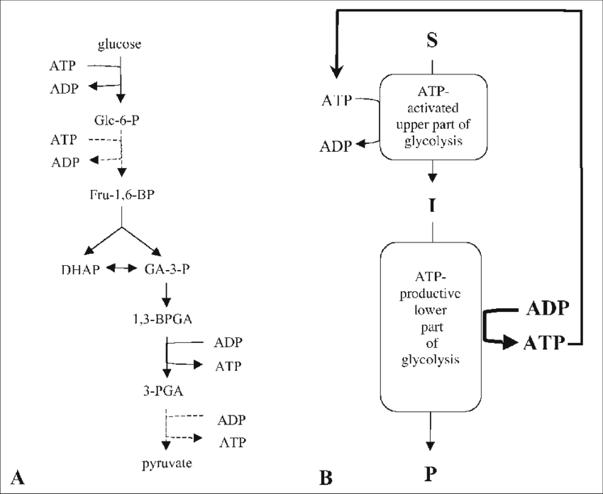 The Dangerous Turbo Design Of Glycolysis - Turbo Design Of Glycolysis Clipart (850x697), Png Download