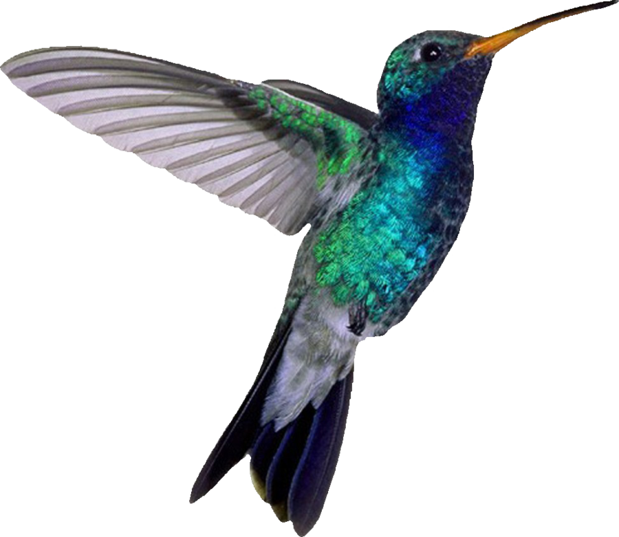 Blue-throated Hummingbird By Modestgoddess Pluspng - Hummingbird Png Clipart (900x781), Png Download