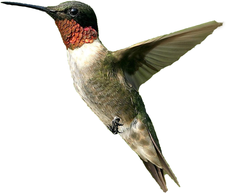 Hummingbird Png File - Ruby Throated Hummingbird Png Clipart (900x802), Png Download