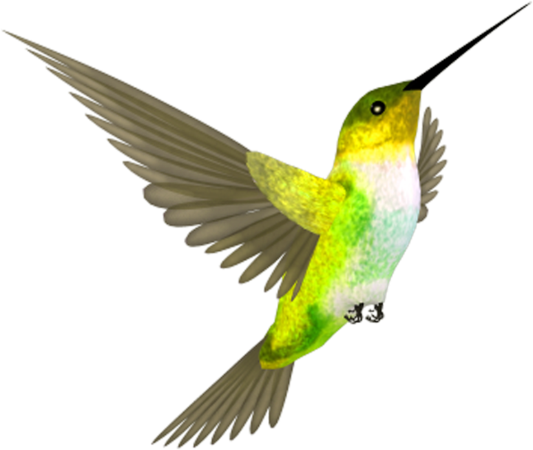 Coraciiformes Clipart (800x800), Png Download