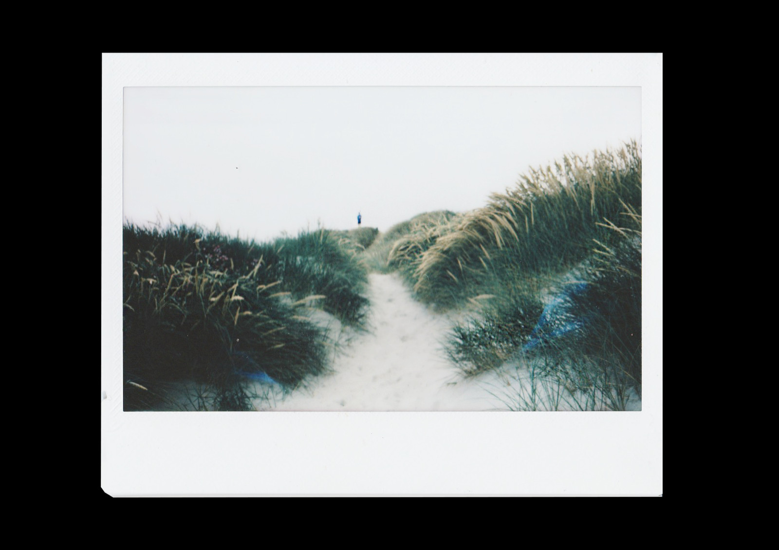 Tree Clipart (1600x1131), Png Download