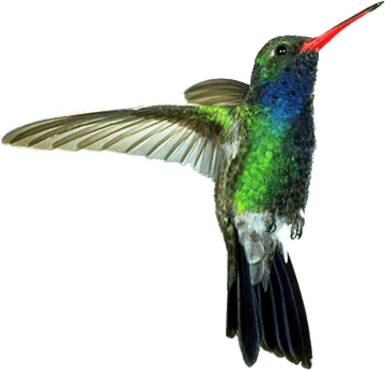 Free Png Download Hummingbird Red Green Png Images - Humming Bird Png Clipart (850x831), Png Download
