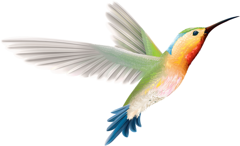 Free Png Download Hummingbird Art Png Images Background - Ruby-throated Hummingbird Clipart (850x520), Png Download