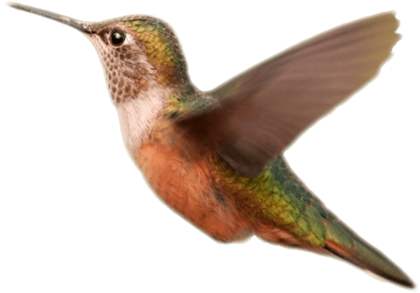 Free Png Download Hummingbird Orange Transparent Background - Hummingbird Orange Transparent Background Clipart (850x593), Png Download