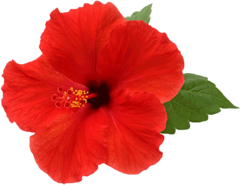 Hibiscus Flower Png - Hibiscus Png Clipart (784x604), Png Download