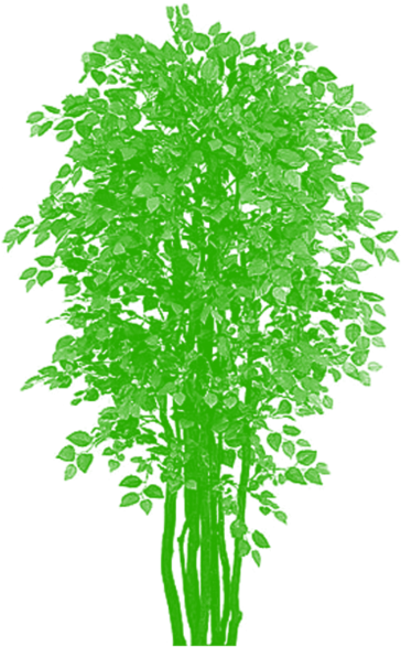 Tree Clipart Png Plan - Plants Transparent Png (640x640), Png Download