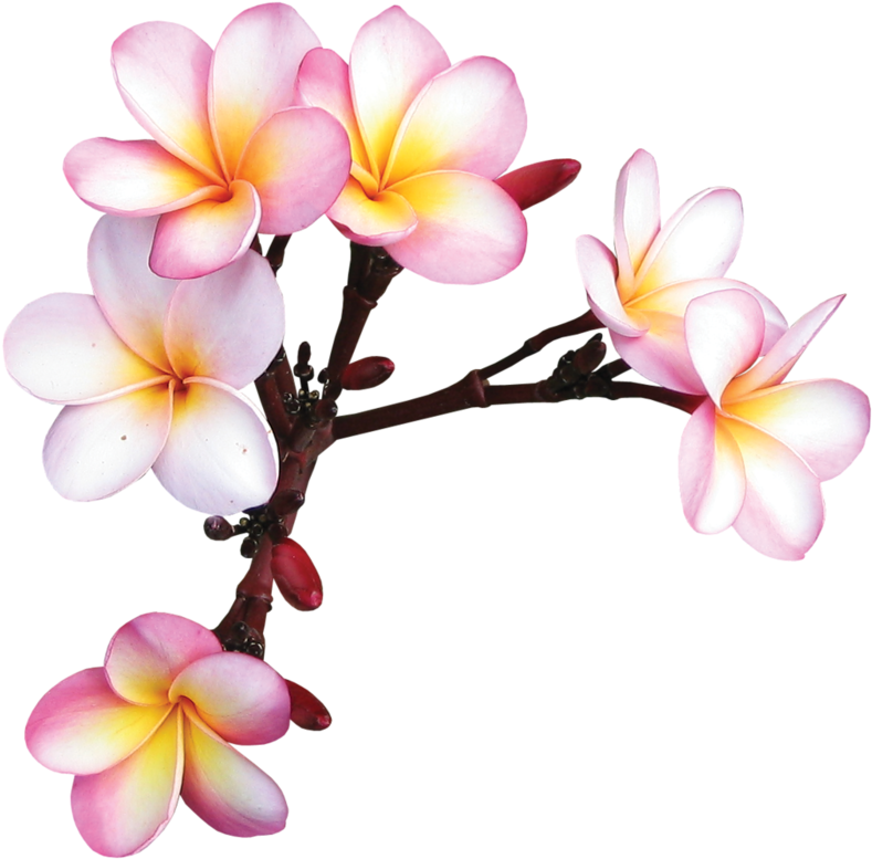 Фотки Exotic Flowers, Tropical Flowers, Colorful Flowers, Clipart (789x777), Png Download