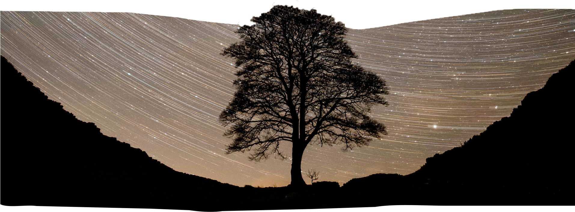 Ben Bush Exhibition - Mexican Pinyon Clipart (1912x713), Png Download