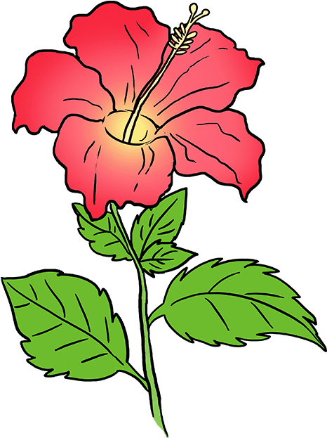 680 X 678 3 - Easy Hibiscus Flower Drawing Clipart (680x678), Png Download
