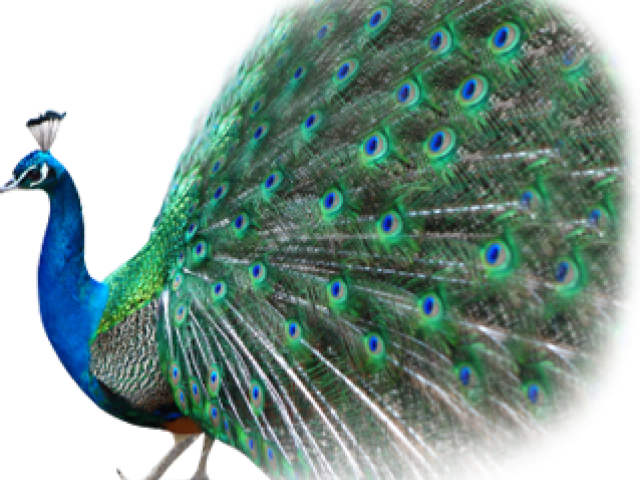 Peacock Png No Background Clipart (640x480), Png Download