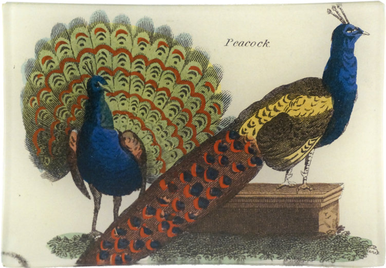 Peafowl Clipart (800x800), Png Download