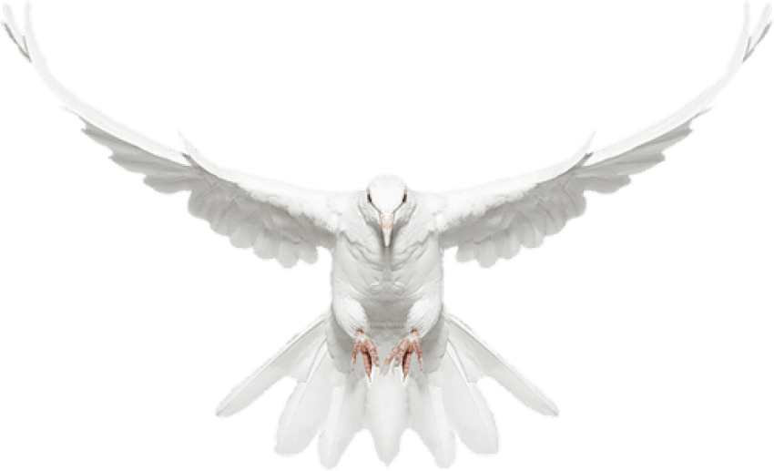 Free Png Download White Dove In Flight Free Clip-art - White Dove In Flight Transparent Png (850x517), Png Download