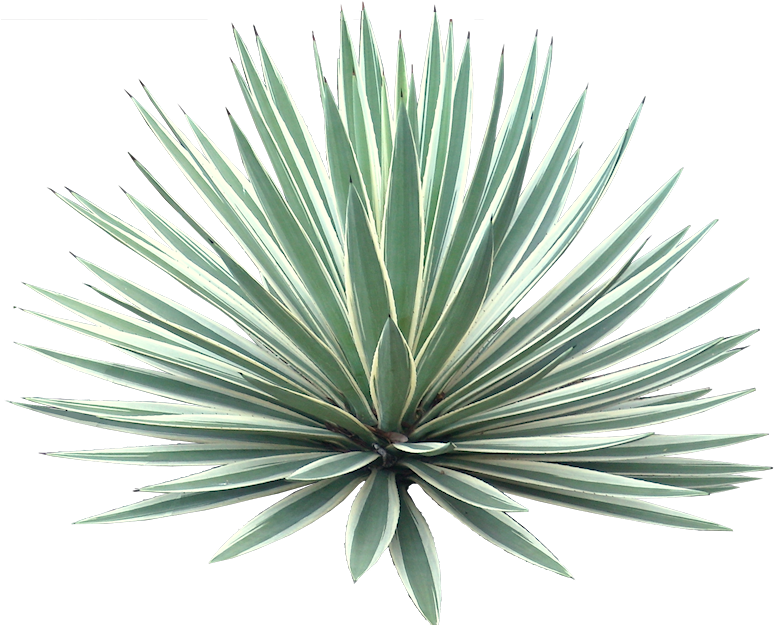 Download Tropical Plant Pictures - Agave Png Clipart Png Download - PikPng