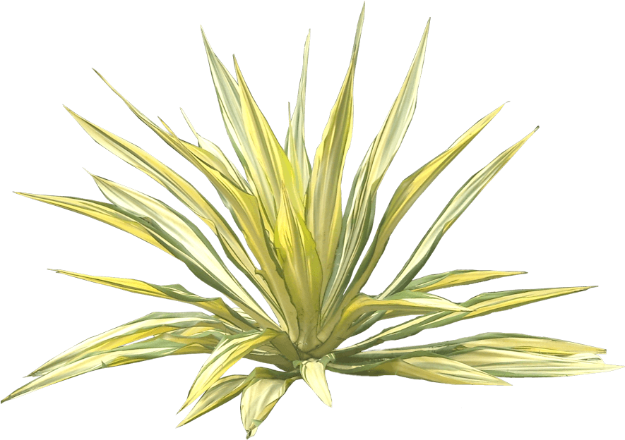 Furcraea Gigantea, Furcraea Giant False Agave - Giant Agave Png Clipart (900x633), Png Download