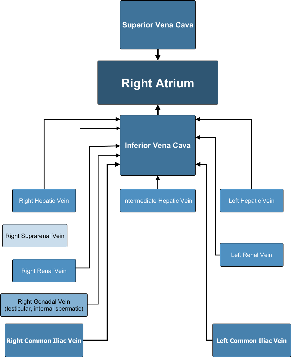 Major Veins - Inferior Vena Cava Drainage Clipart (995x1214), Png Download