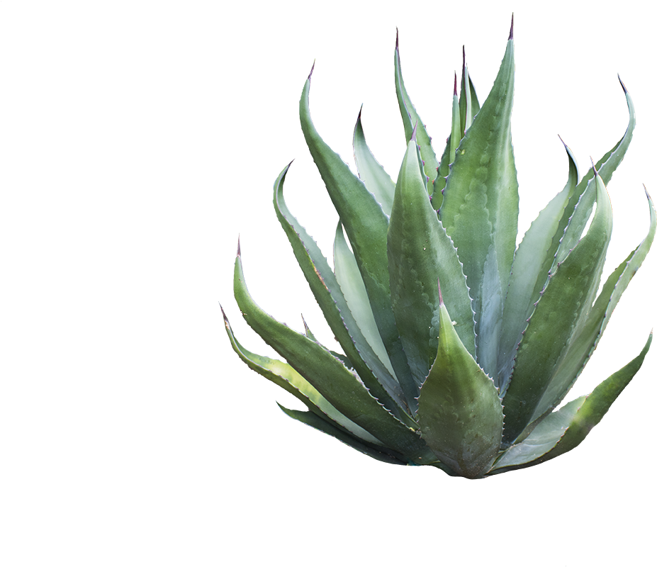 Download Agave Azul , Png Download Clipart Png Download - PikPng
