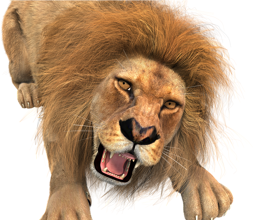 Animal, Lion, Male, King Of The Beasts, Big Cat, Wild - Transparent Background Lion Roaring Clipart (900x720), Png Download