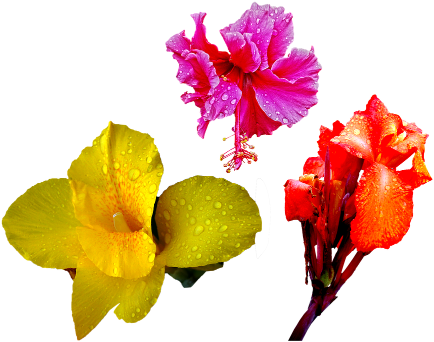 Flower Orange Red Lily Rain Drops Png Isolated - Flower Clipart (942x720), Png Download