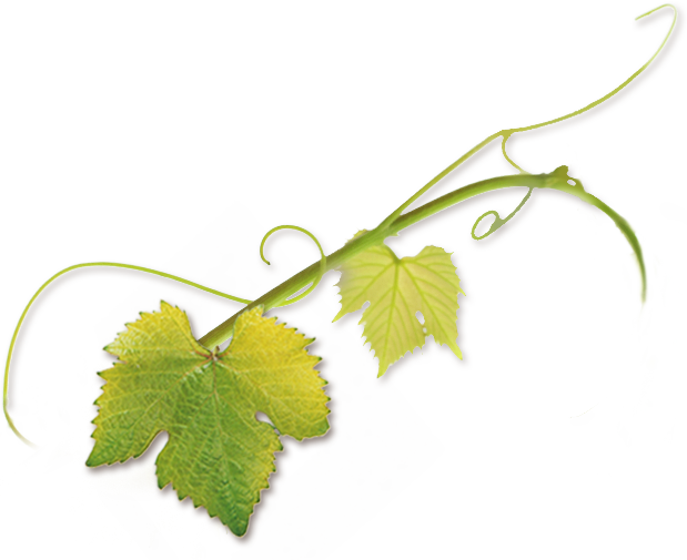 “novavine Was Born Of My Own Experience Buying Grapevines - Grape Tendril Png Clipart (619x505), Png Download