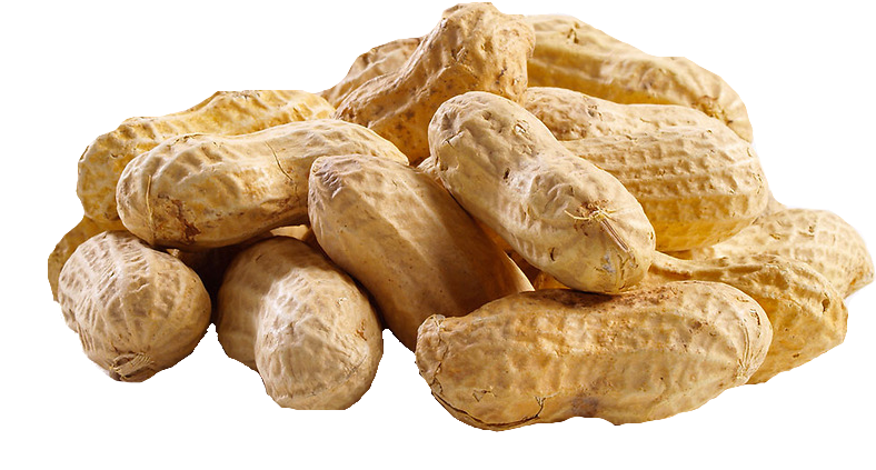 Peanut Png Hd - Peanut Png Clipart (801x442), Png Download