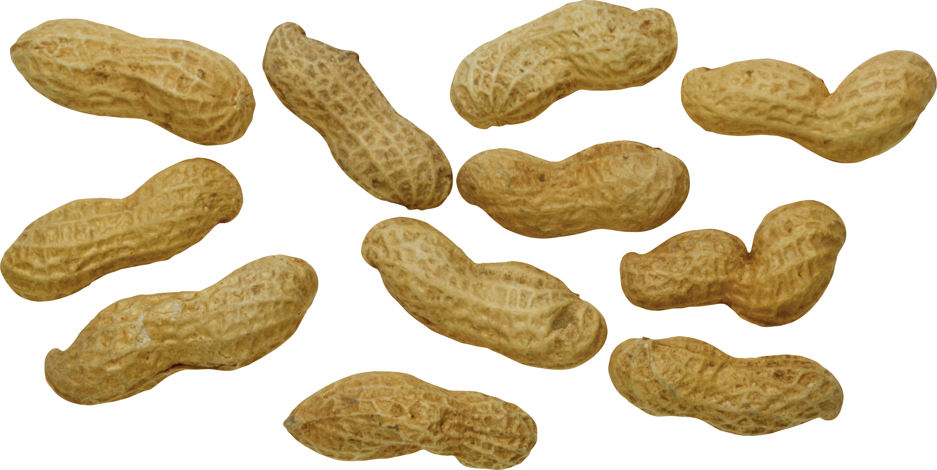 Peanut Png - Peanut Clipart (3224x1617), Png Download