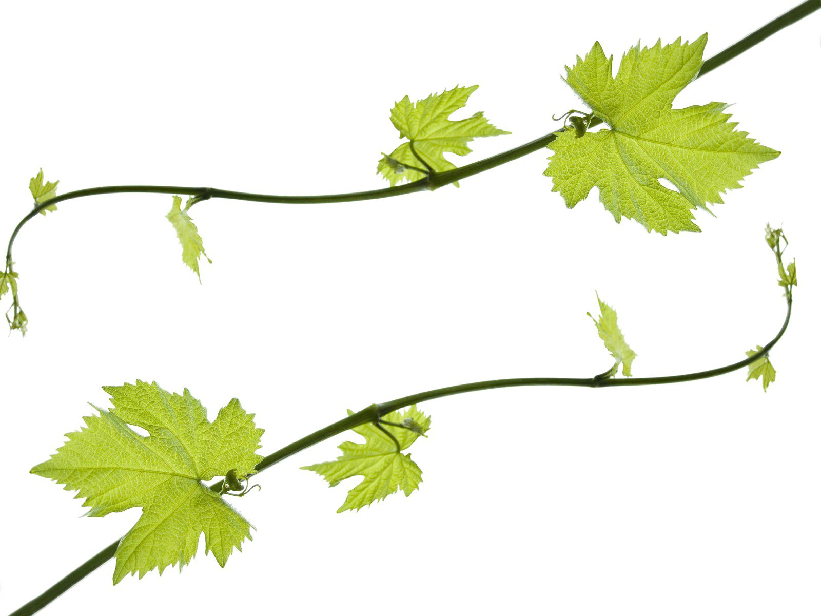 Grapevine Png Hd - Grape Leaf Clip Art Transparent Png (1600x1200), Png Download