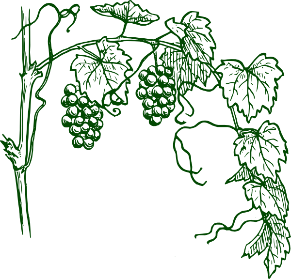 How To Set Use Green Grapevine Svg Vector Clipart (600x576), Png Download