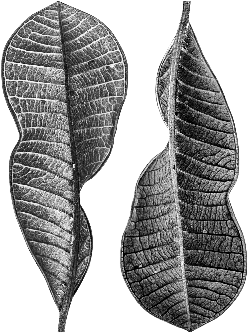 Dry Veins,free Pictures, Free - Earrings Clipart (1152x1280), Png Download