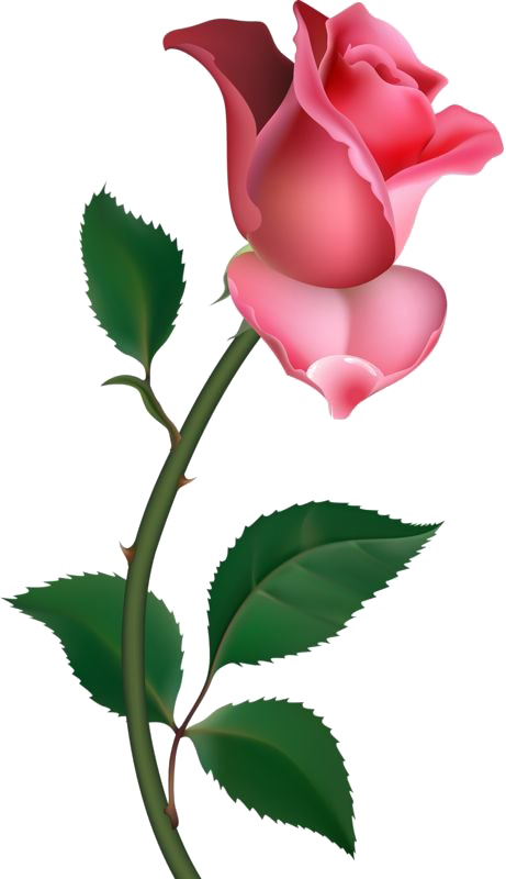 Single Rose Png Pic - Rose Png Clipart (461x800), Png Download