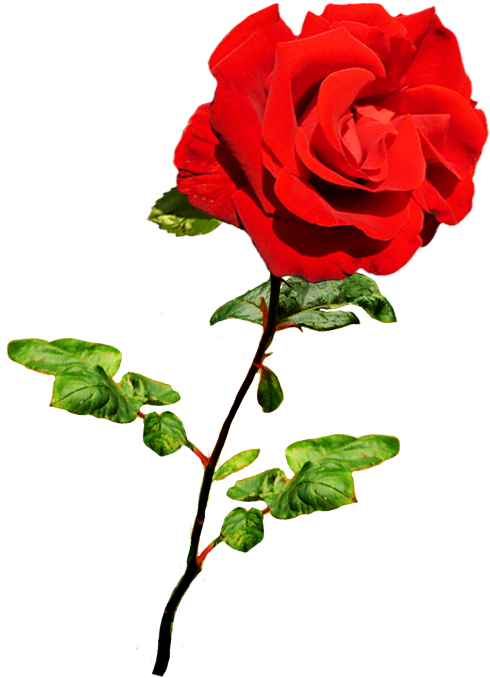 Valentine Single Roses Png Clipart (591x766), Png Download