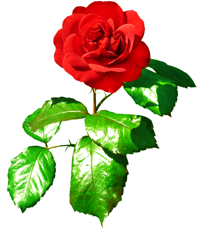 Rose Clipart Png Download - Clip Art Transparent Png (700x827), Png Download