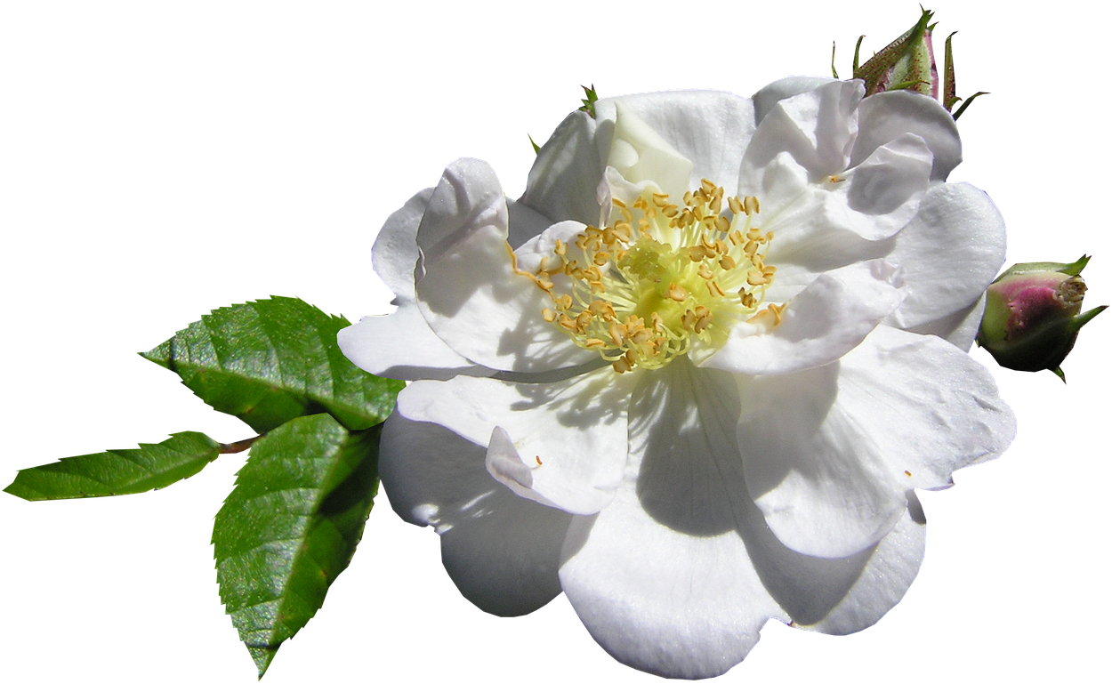 White Single Rose - Burnet Rose Clipart (1280x815), Png Download